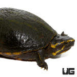 Three Stripe Mud Turtles For Sale - Underground Reptiles