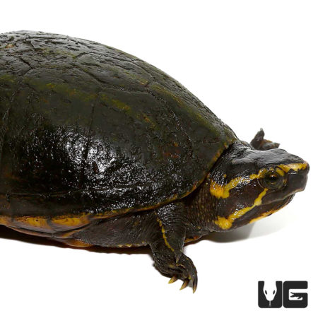 Three Stripe Mud Turtles For Sale - Underground Reptiles