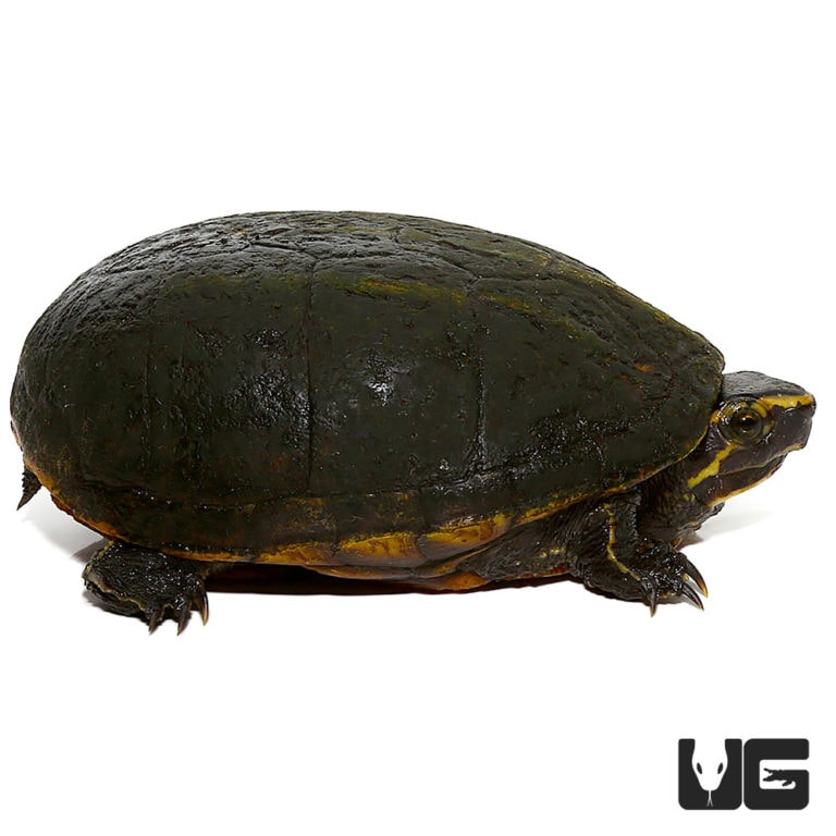 Three Stripe Mud Turtle - Underground Reptiles