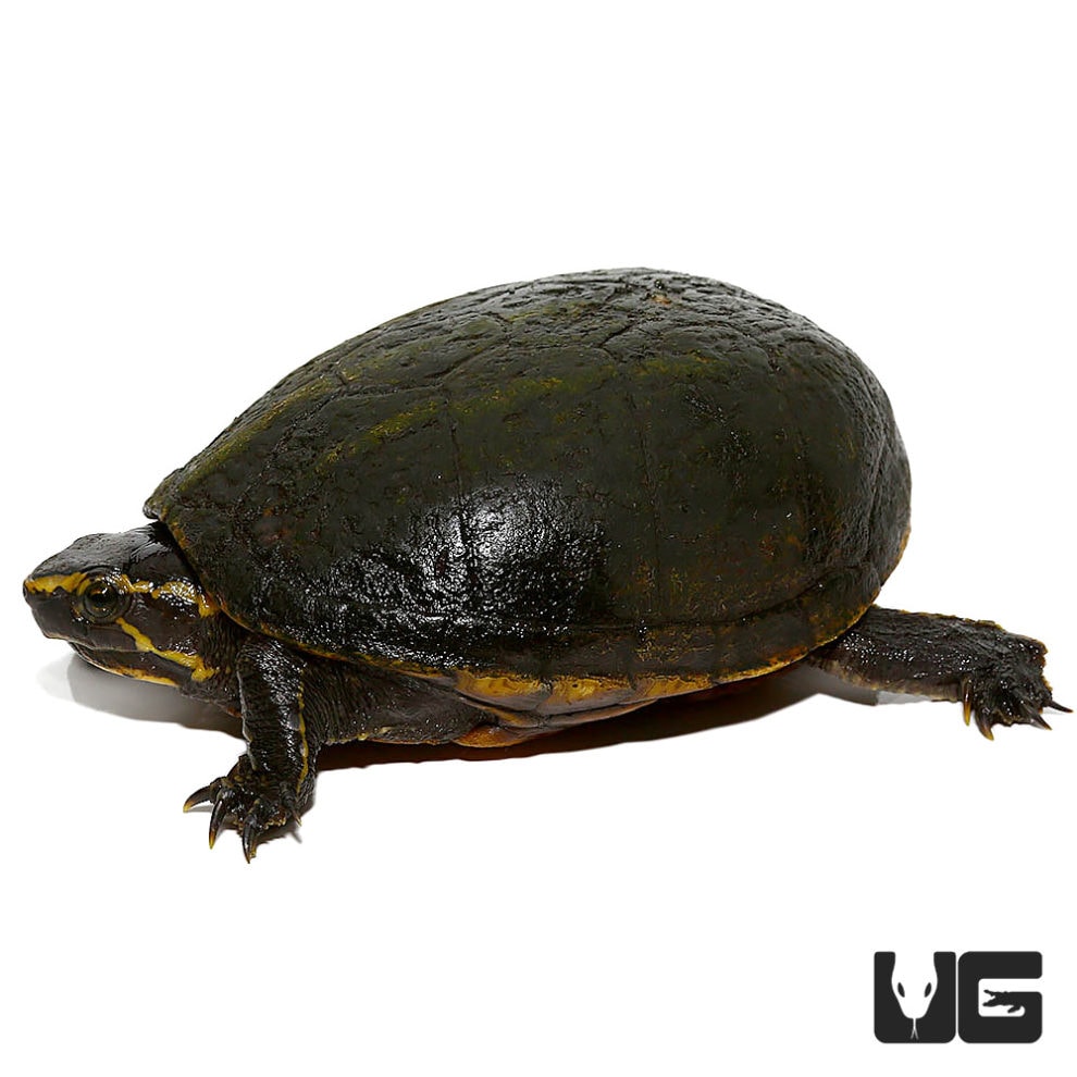 Three Stripe Mud Turtle - Underground Reptiles