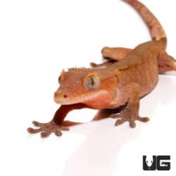 Tiger Geckos (Pachydactylus tigrinus) For Sale - Underground Reptiles
