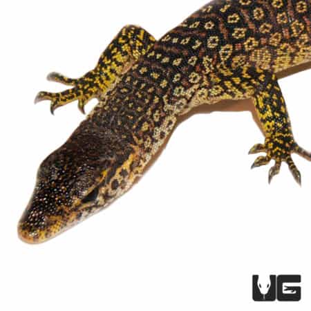 Timor Monitors (Varanus timorensis) For Sale - Underground Reptiles