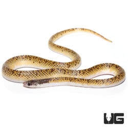 Troschel's Pampas Snakes For Sale - Underground Reptiles