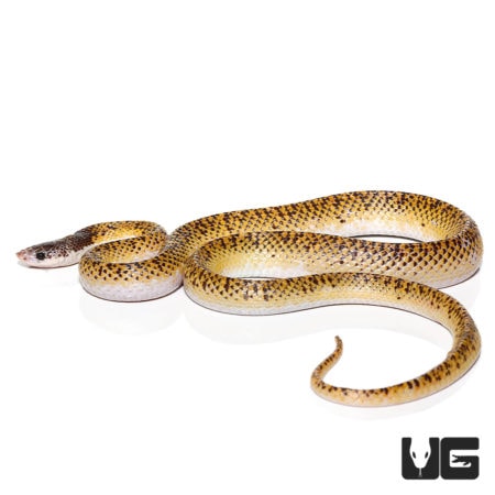 Troschel's Pampas Snakes For Sale - Underground Reptiles