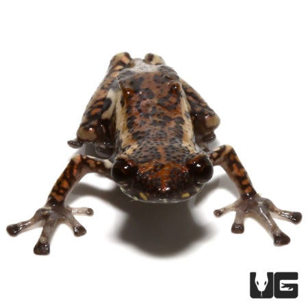 Tukeit Hill Frog For Sale - Underground Reptiles