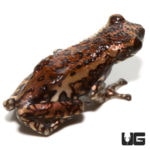 Tukeit Hill Frog For Sale - Underground Reptiles