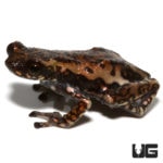 Tukeit Hill Frog For Sale - Underground Reptiles
