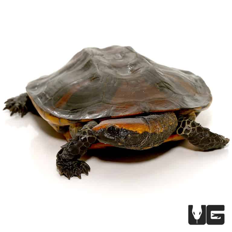 Twistneck Turtles For Sale - Underground Reptiles