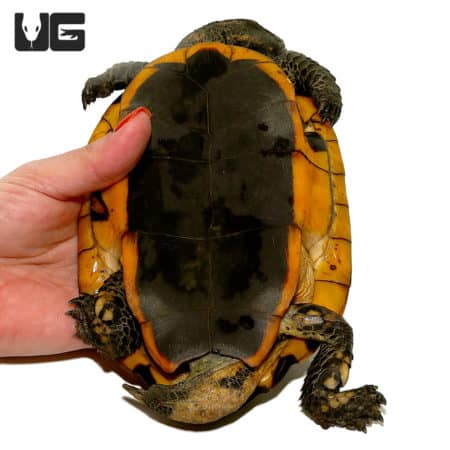 Twistneck Turtles (Platemys platycephala) For Sale - Underground Reptiles