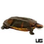 Twistneck Turtles (Platemys platycephala) For Sale - Underground Reptiles