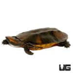 Twistneck Turtles (Platemys platycephala) For Sale - Underground Reptiles