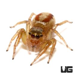Two Lined Jumping Spider (Colonus sylvanus) For Sale - Underground Reptiles 