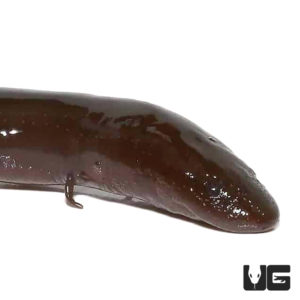 Two Toed Amphiuma (Amphiuma means) For Sale - Underground Reptiles