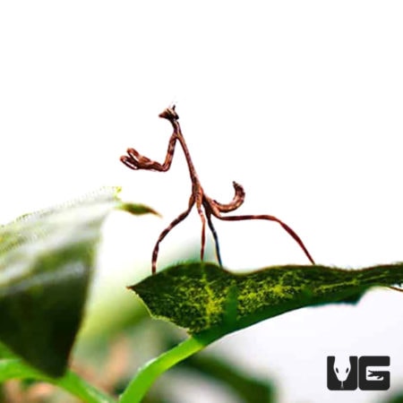 Unicorn Mantis (Phyllovates chlorophaea) For Sale - Underground Reptiles