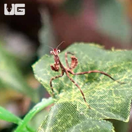 Unicorn Mantis (Phyllovates chlorophaea) For Sale - Underground Reptiles