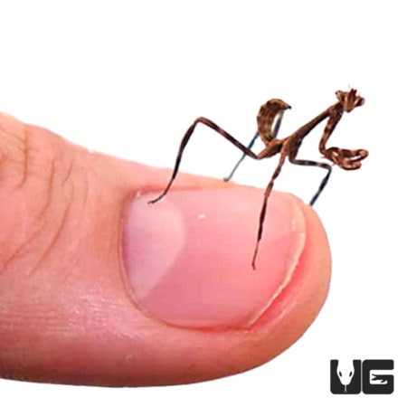 Unicorn Mantis (Phyllovates chlorophaea) For Sale - Underground Reptiles