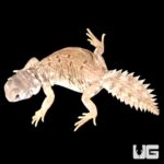 Uromastyx Princeps For Sale - Underground Reptiles