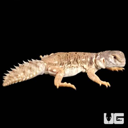 Uromastyx Princeps For Sale - Underground Reptiles