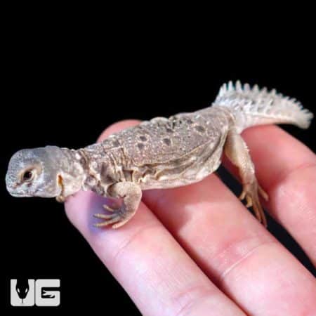 Uromastyx Princeps For Sale - Underground Reptiles
