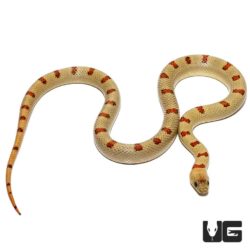Variable Kingsnakes For Sale - Underground Reptiles