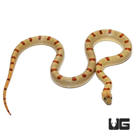Variable Kingsnakes For Sale - Underground Reptiles