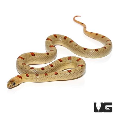 Variable Kingsnakes For Sale - Underground Reptiles
