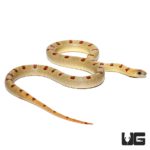 Variable Kingsnakes For Sale - Underground Reptiles