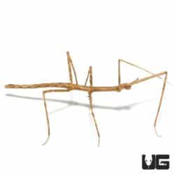Vietnamese Walking Stick Insect (Medauroidea extradentata) For Sale - Underground Reptiles