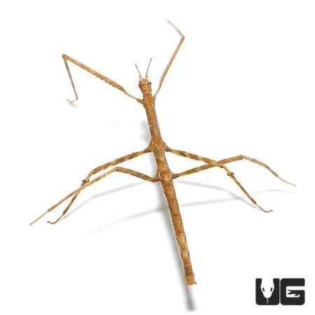Vietnamese Walking Stick Insect (Medauroidea extradentata) For Sale - Underground Reptiles