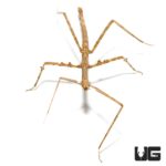 Vietnamese Walking Stick Insect (Medauroidea extradentata) For Sale - Underground Reptiles