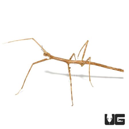 Vietnamese Walking Stick Insect (Medauroidea extradentata) For Sale - Underground Reptiles