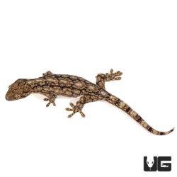 Wahlberg’s Velvet Geckos For Sale - Underground Reptiles