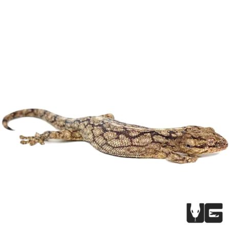 Wahlberg’s Velvet Geckos For Sale - Underground Reptiles