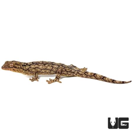 Wahlberg’s Velvet Geckos For Sale - Underground Reptiles