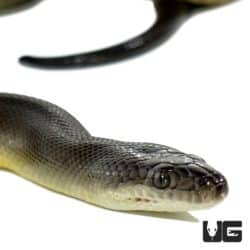 Water Snakes () For Sale - Underground Reptiles