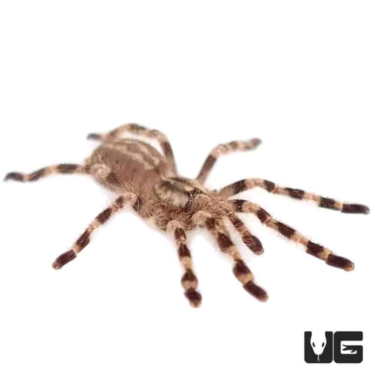Wessel's Tiger Ornamental Tarantulas For Sale Underground Reptiles