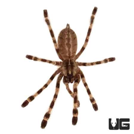 Wessel's Tiger Ornamental Tarantulas (Poecilotheria tigrinawesseli) For Sale - Underground Reptiles