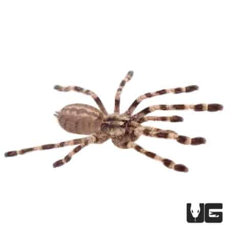 Wessel's Tiger Ornamental Tarantulas (Poecilotheria tigrinawesseli) For Sale - Underground Reptiles