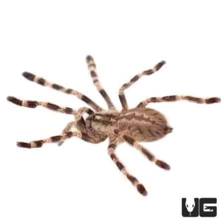 Wessel's Tiger Ornamental Tarantulas (Poecilotheria tigrinawesseli) For Sale - Underground Reptiles