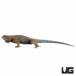 Western Fence Lizards (Sceloporus occidentalis) For Sale - Underground Reptiles