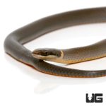 Ringneck Snakes for sale - Underground Reptiles