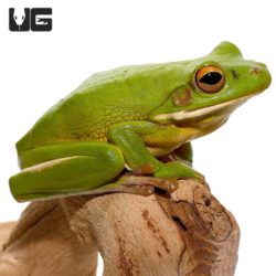 White Lip Tree Frog For Sale - Underground Reptiles