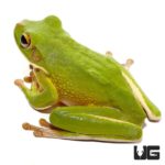 White Lip Tree Frog For Sale - Underground Reptiles