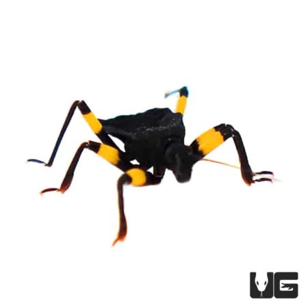 White Spotted Assassin Bug (Platymeris biguttatus) For Sale - Underground Reptiles