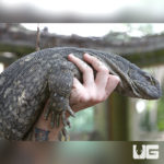 Whitethroat Monitors For Sale - Underground Reptiles