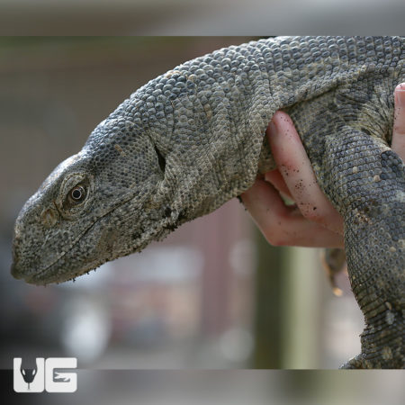 Lizard held gently by hand, showcasing textured skin and detailed features.