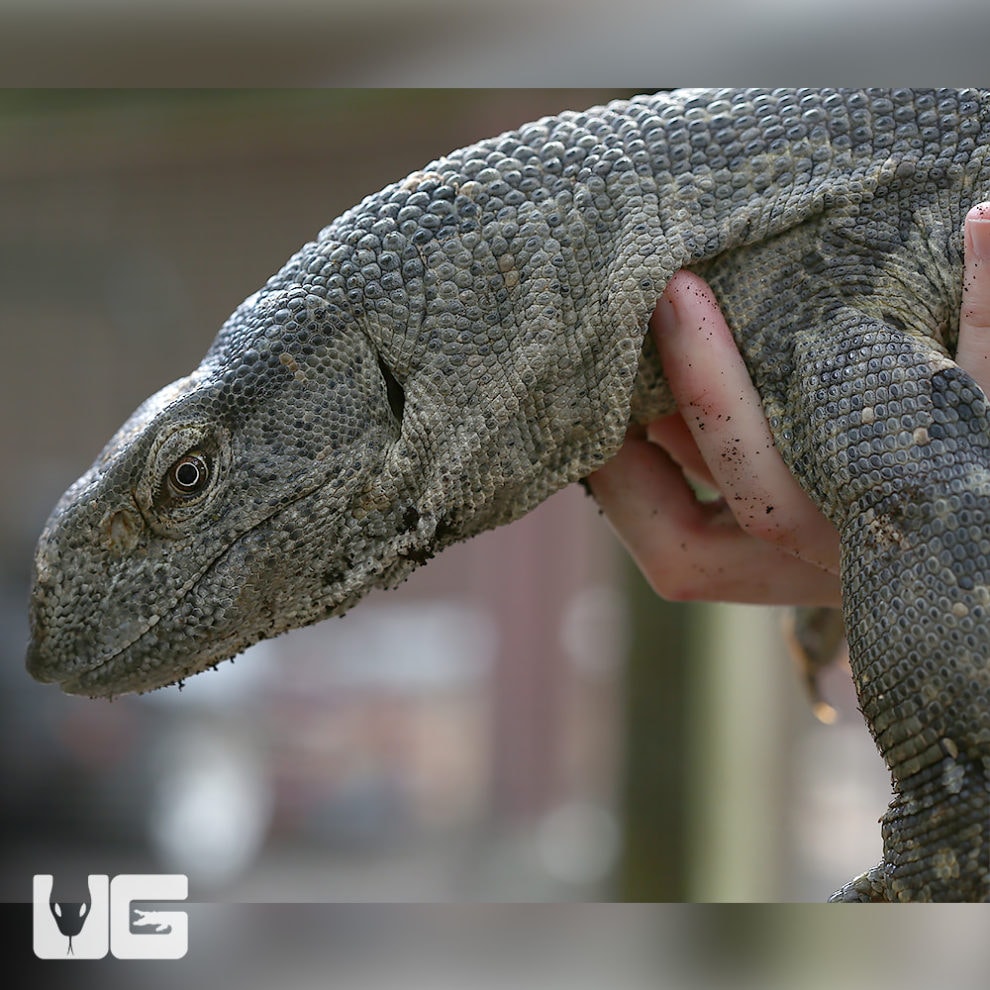 Whitethroat Monitors For Sale Underground Reptiles