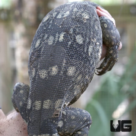 Spotted lizard held by a person, showcasing its textured skin and unique markings.