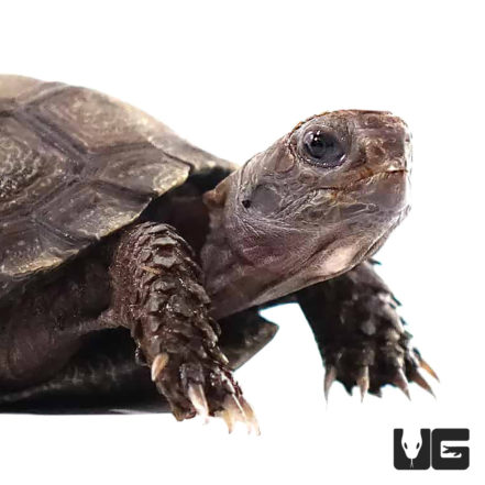 Yearling Burmese Brown Mountain Tortoise - Underground Reptiles