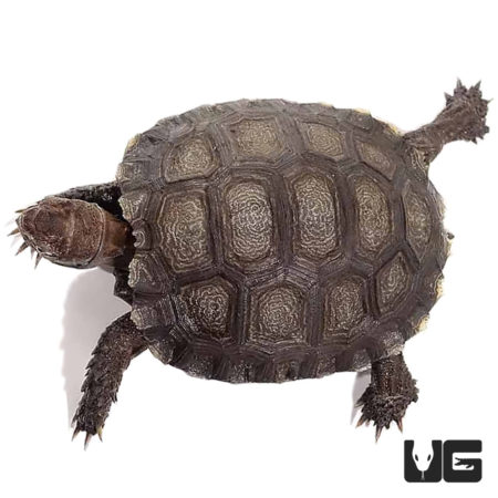 Yearling Burmese Brown Mountain Tortoise - Underground Reptiles